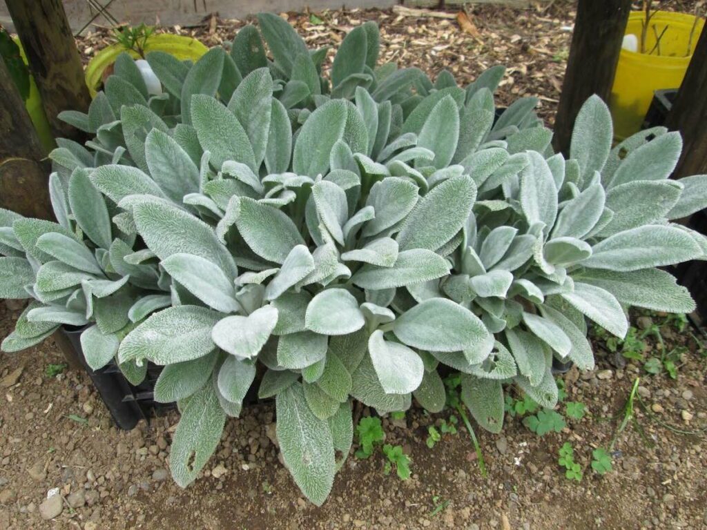 Chá Pulmonária – Incrível Vegetal que é Aliado dos Pulmões