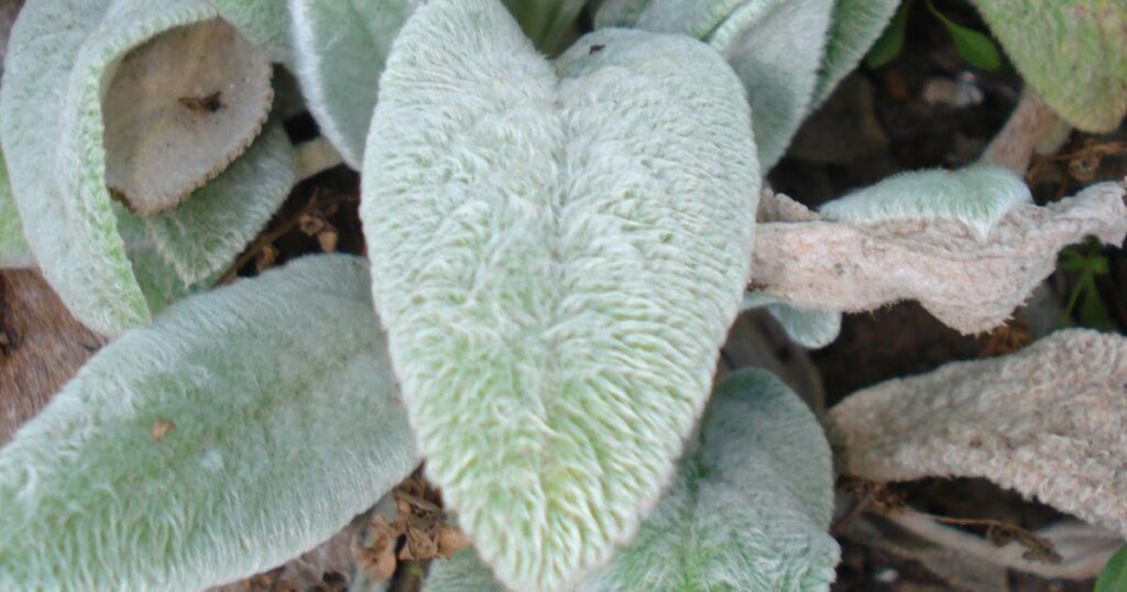 Chá Pulmonária – Incrível Vegetal que é Aliado dos Pulmões