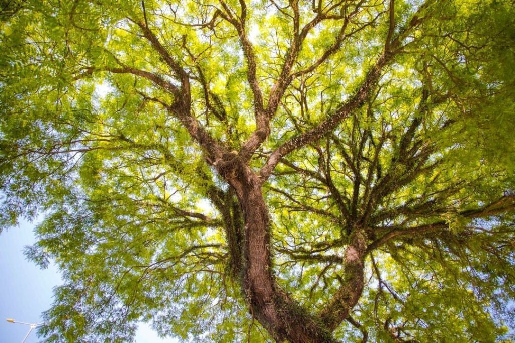 Junho Verde Santo André comemora diversas atrações e atividades ambientais