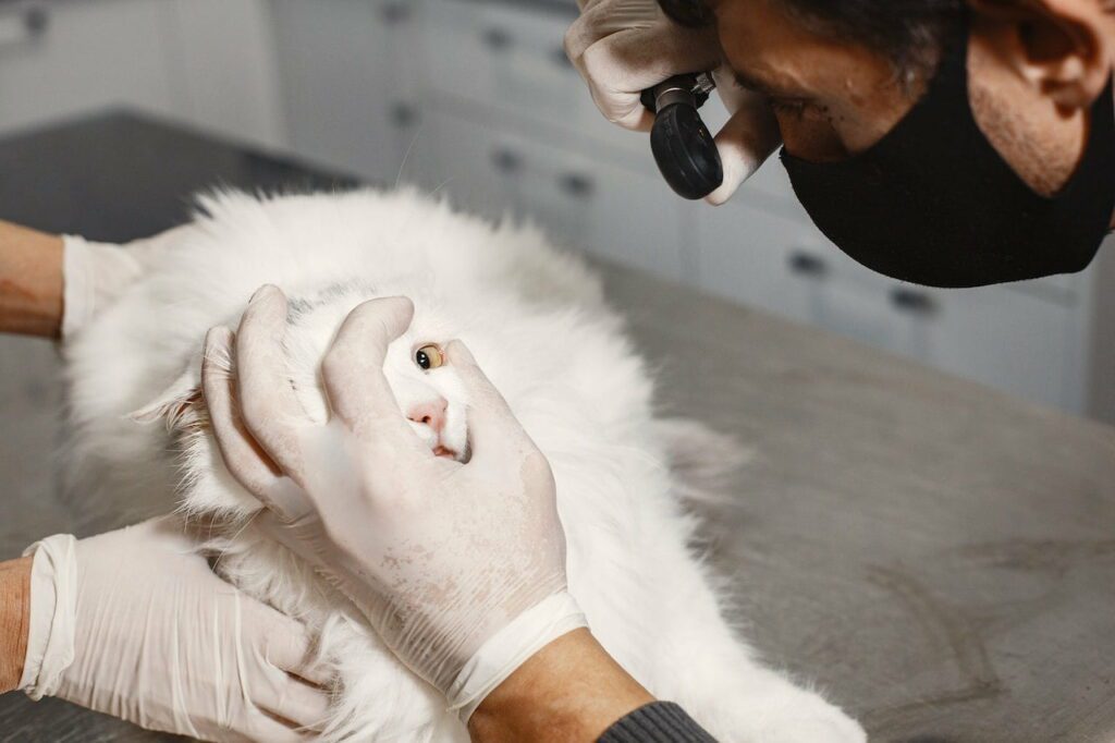 Clinica Veterinaria