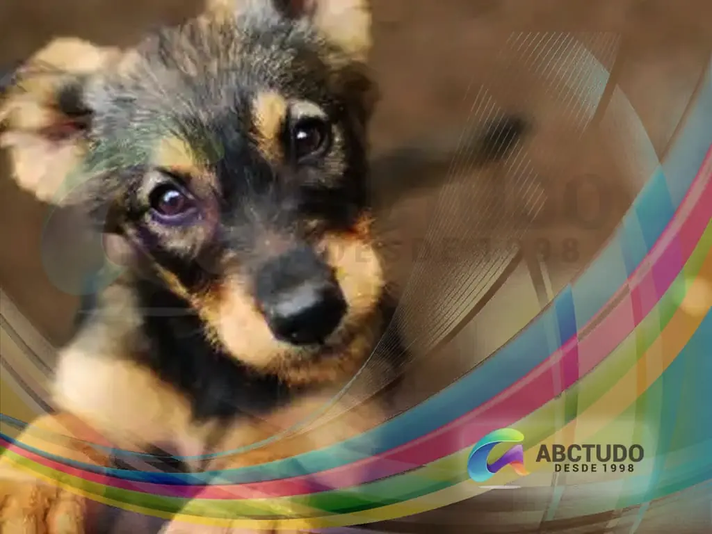 Evento de Adoção de Animais no Parque Celso Daniel Sto André