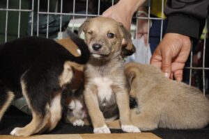 Tigela Cheia: Reciclagem que Alimenta Pets e Transforma Vidas Tigela Cheia: Reciclagem que Alimenta Pets e Transforma Vidas
