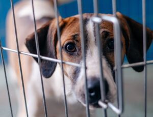 Castração Grátis em SBC: Garanta a Vaga do Pet!