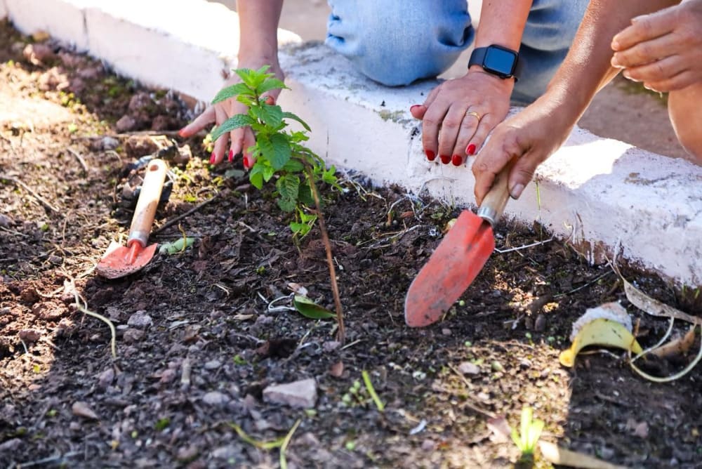 Horta dos Saberes em Mauá: Revolução na Mesa!